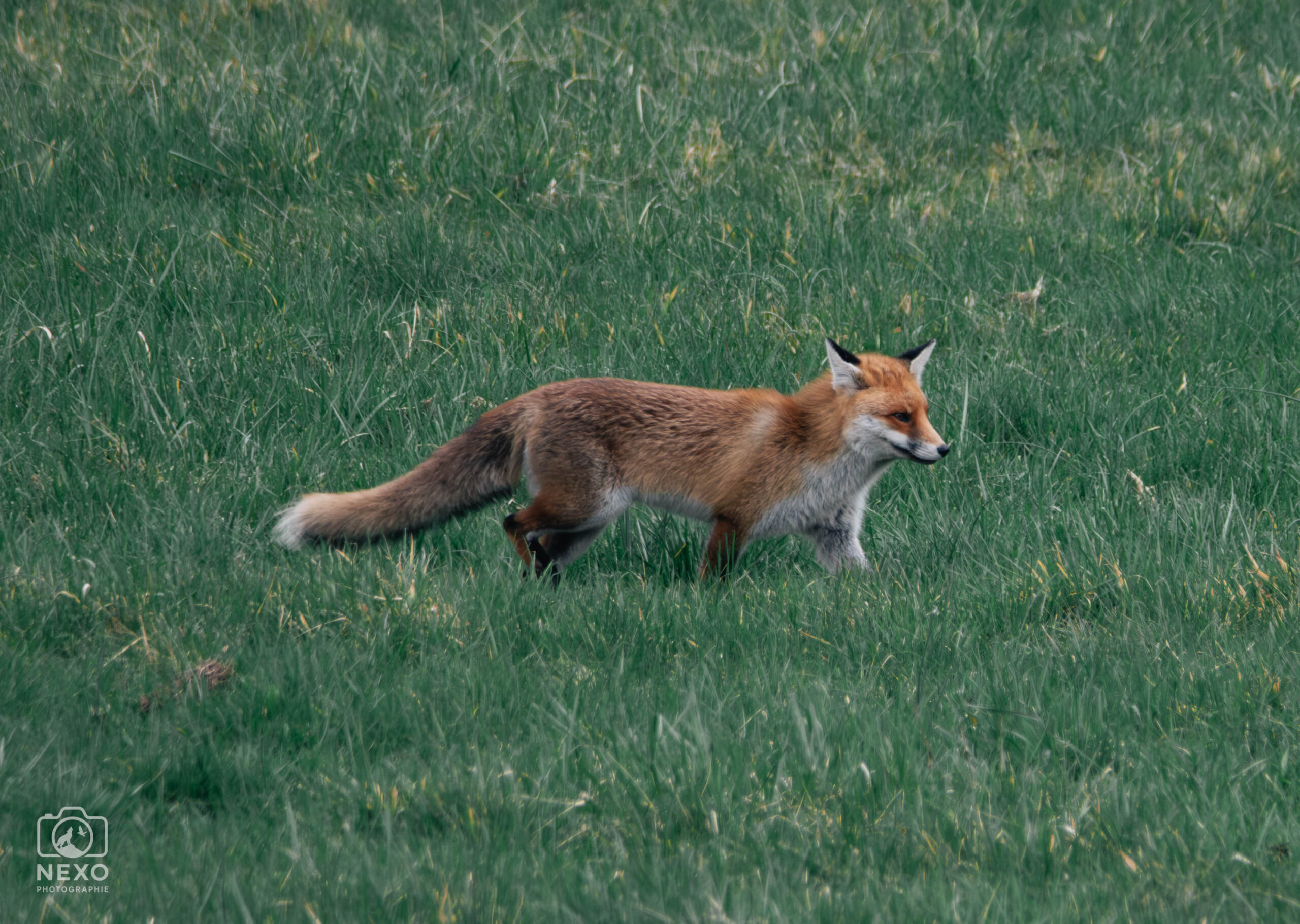 Renard sauvage et tadorne casarca