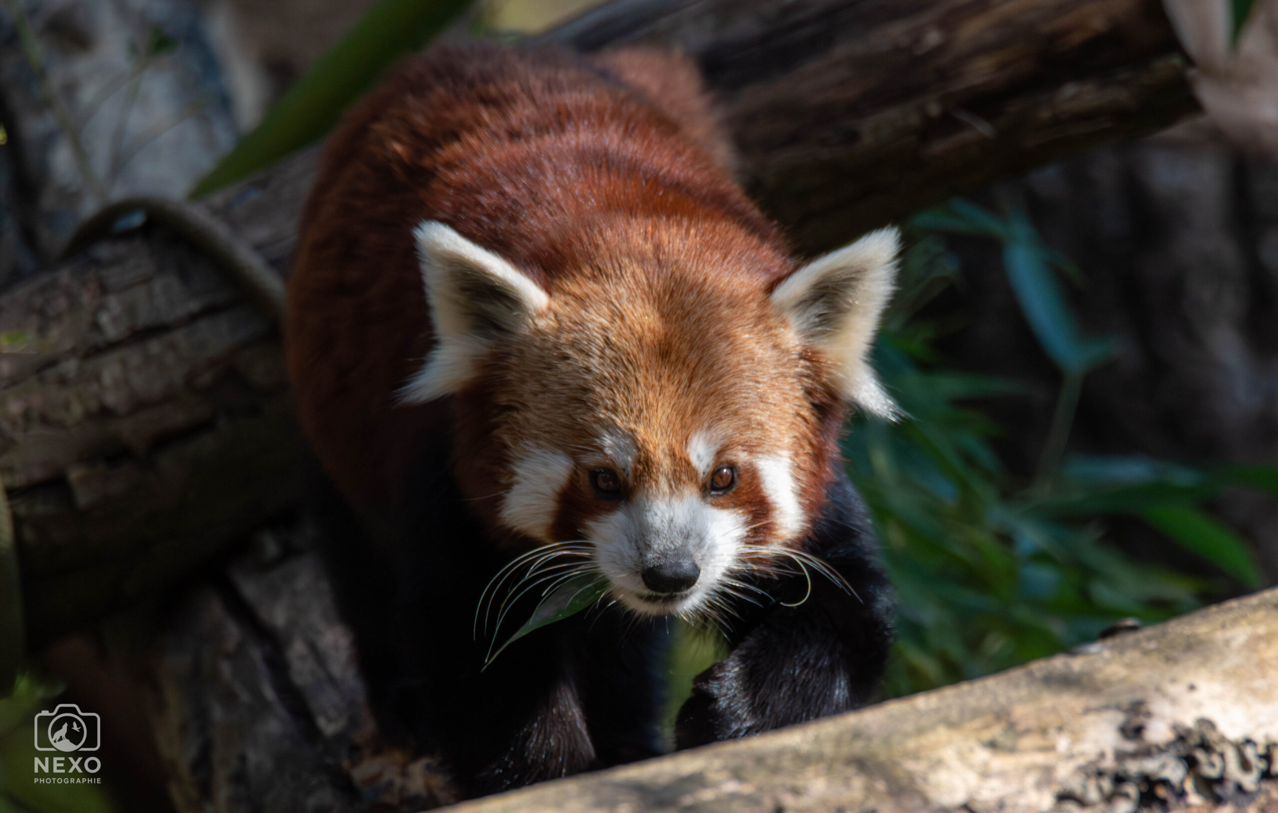 Une balade au zoo de Mulhouse