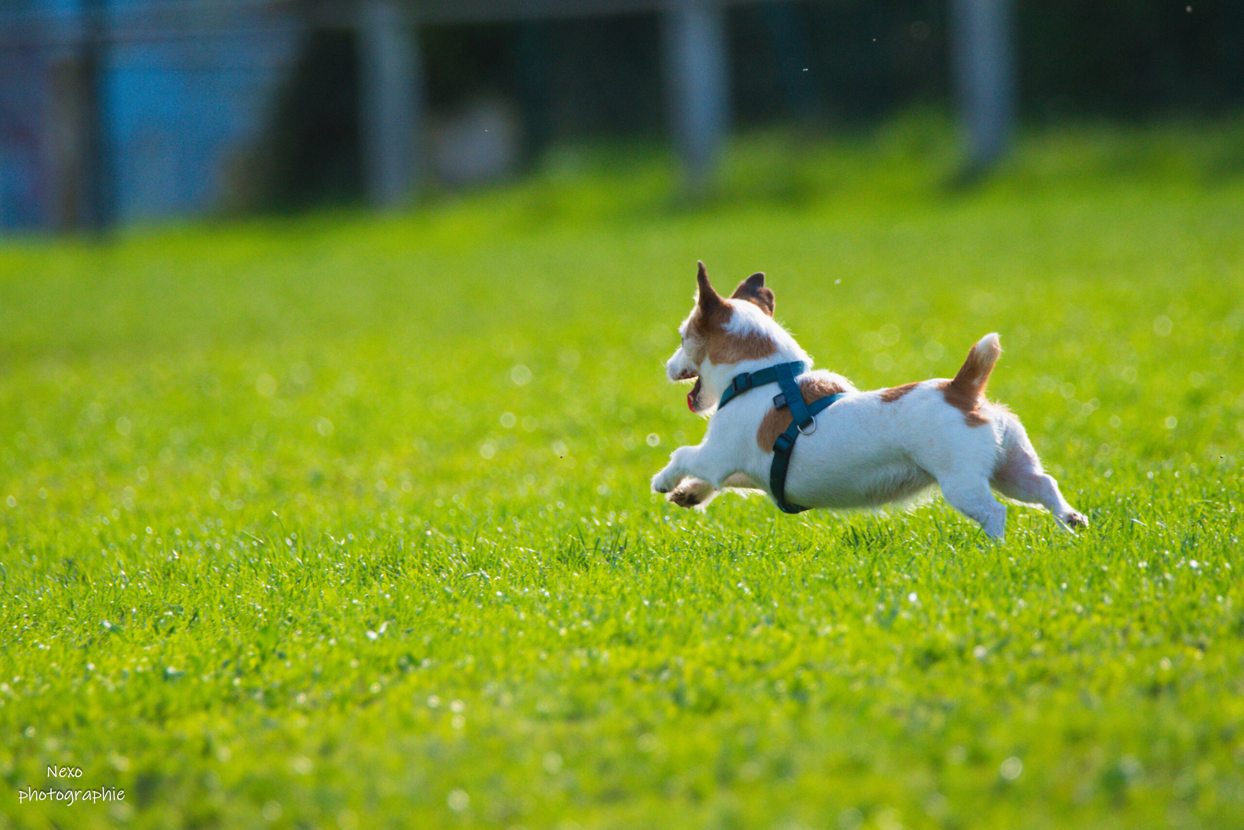 10 tips pour vos photos d&rsquo;animaux en mouvement